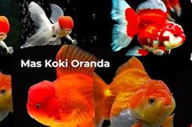 Koki Oranda