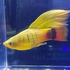 Platy Cendrawasih