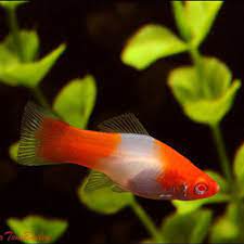 Platy Kohaku