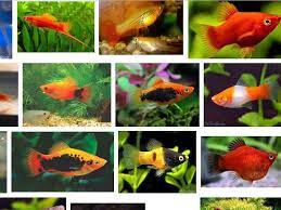 Platy Sanke