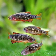 Rasbora Galaxy